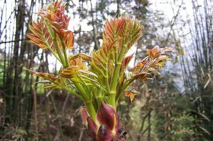 桓仁刺嫩芽